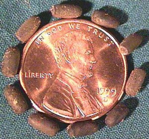 PSG 118 Aretaon asperrimus ova with coin
